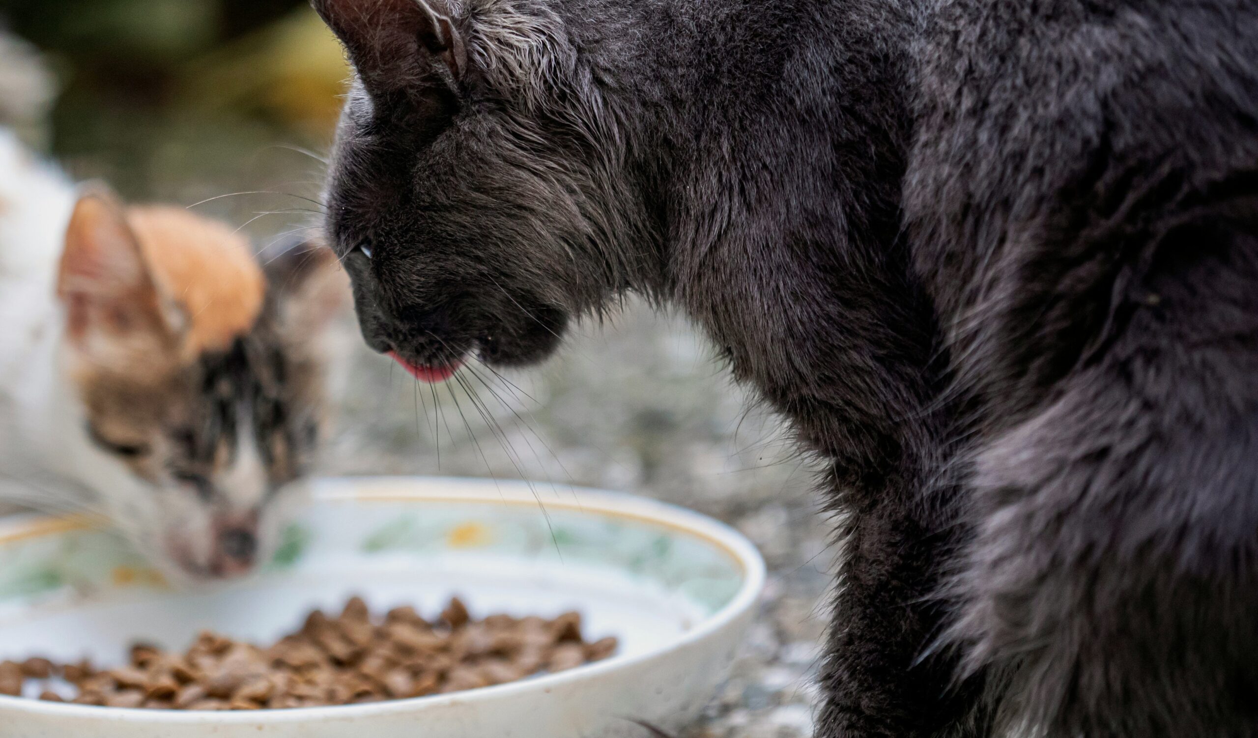 Best Dog Food for Pitbull to Gain Muscle