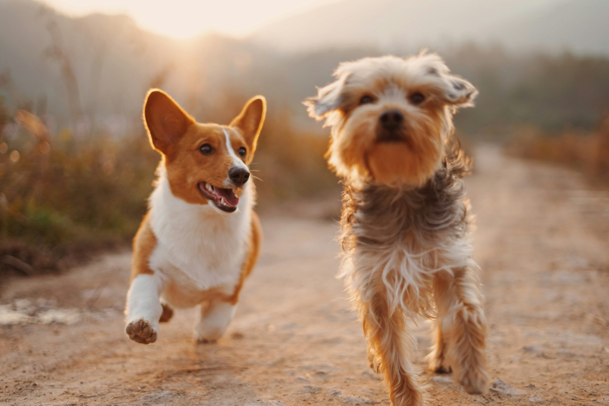 Best Dry Dog Food for American Bully Puppy