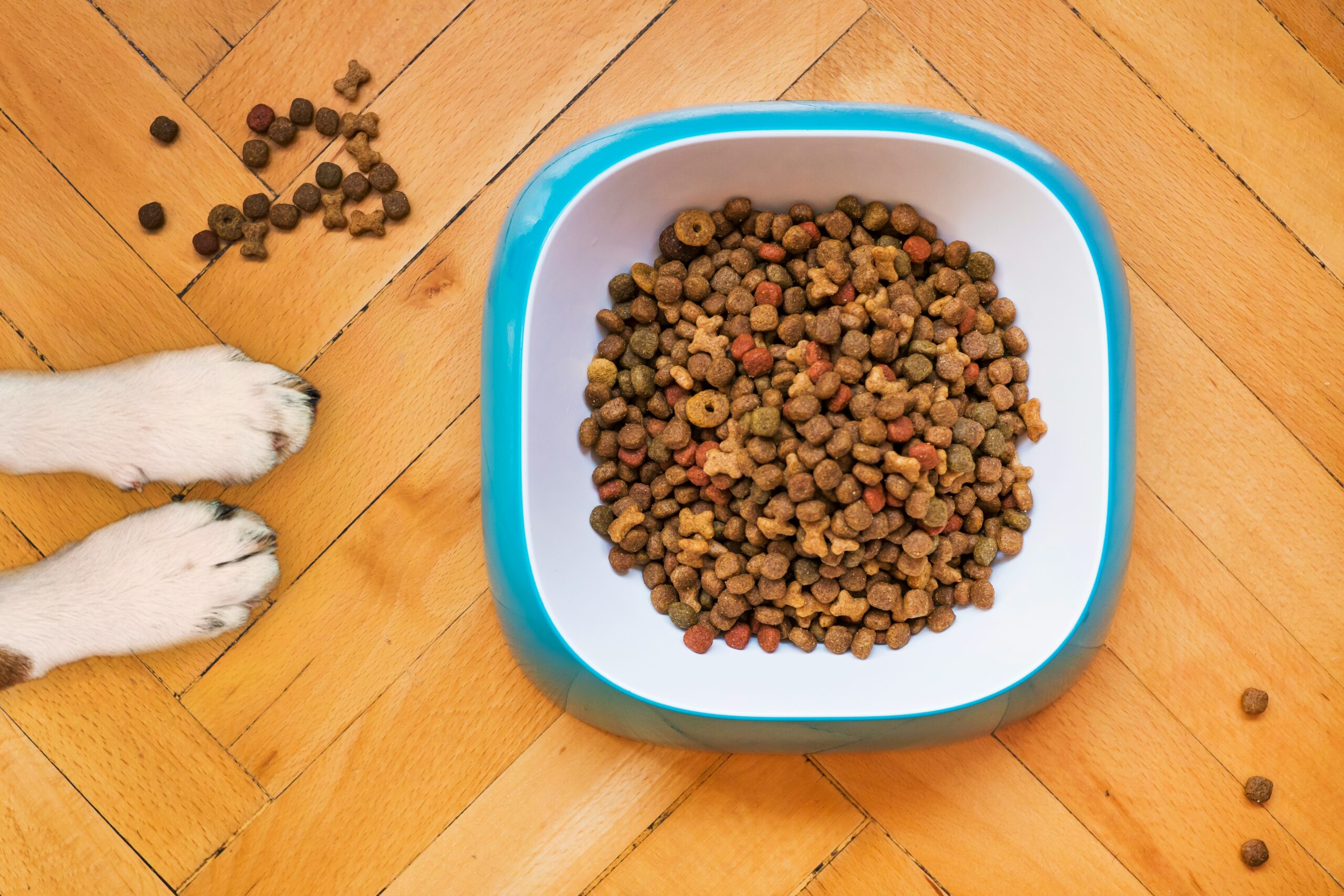 Best Dry Dog Food for Puppies