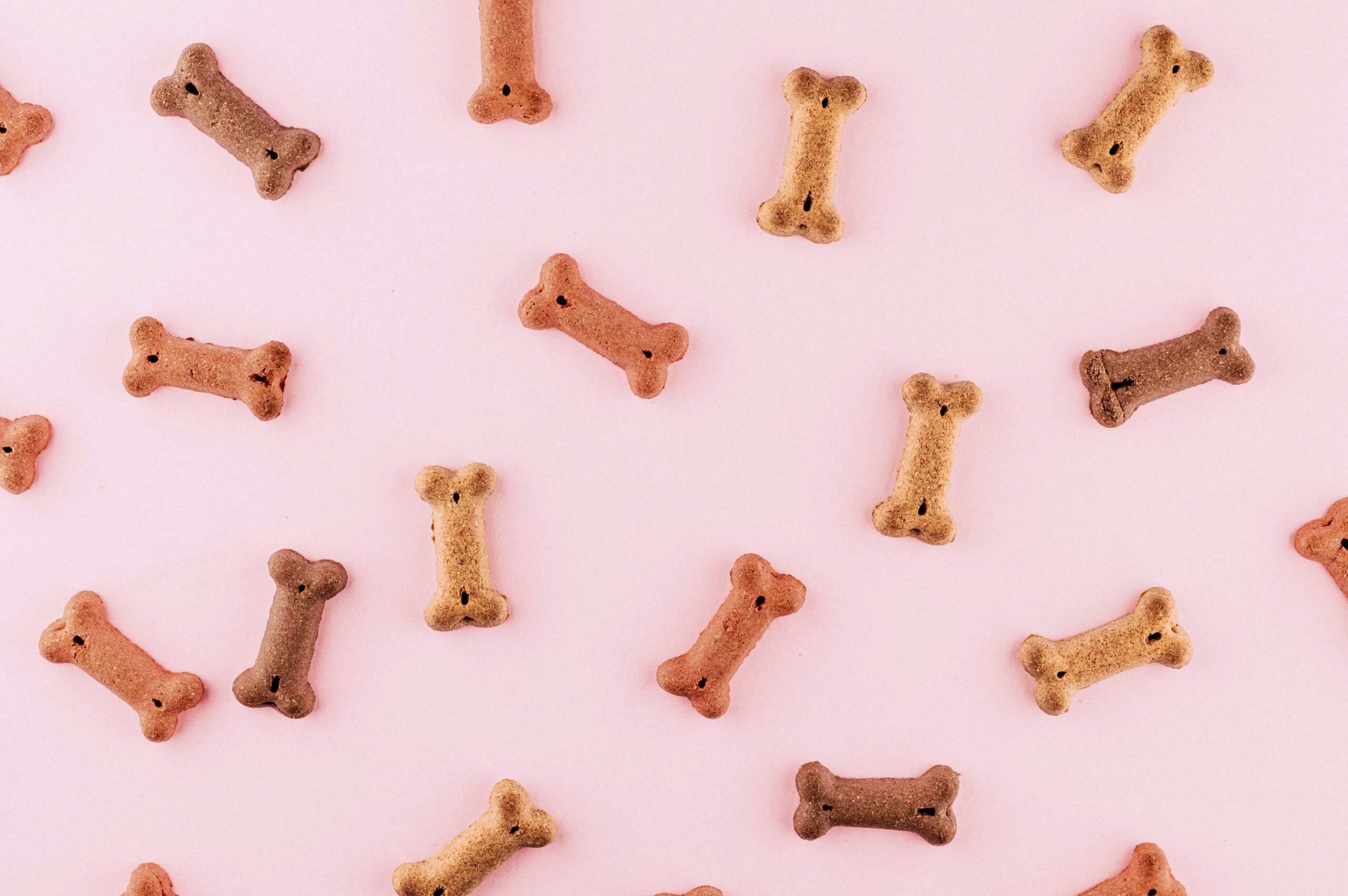 What do Dogs Like to Eat the Most