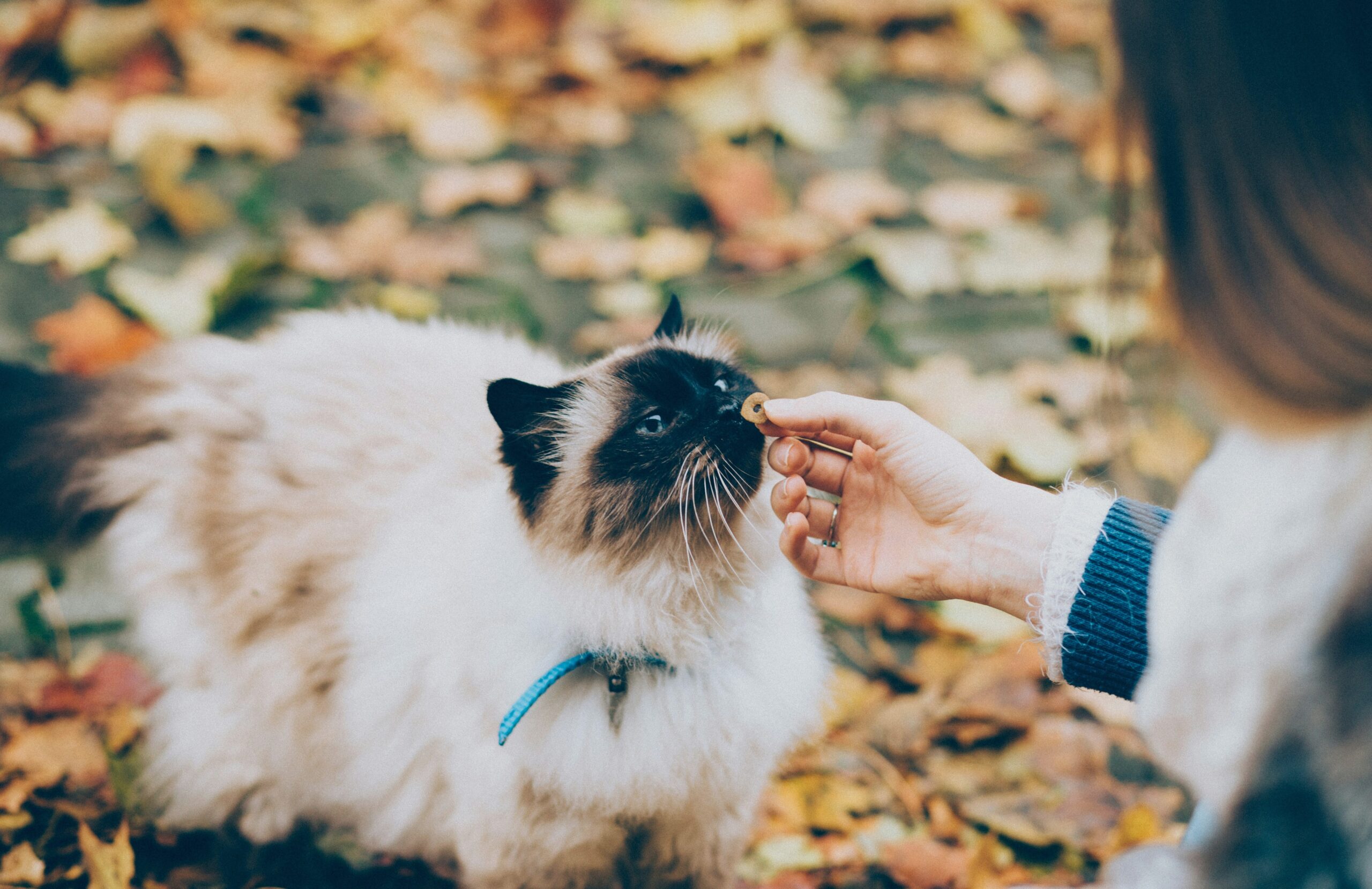 What kind of Cat Food is needed for Sensitive Stomach Vomiting Cats