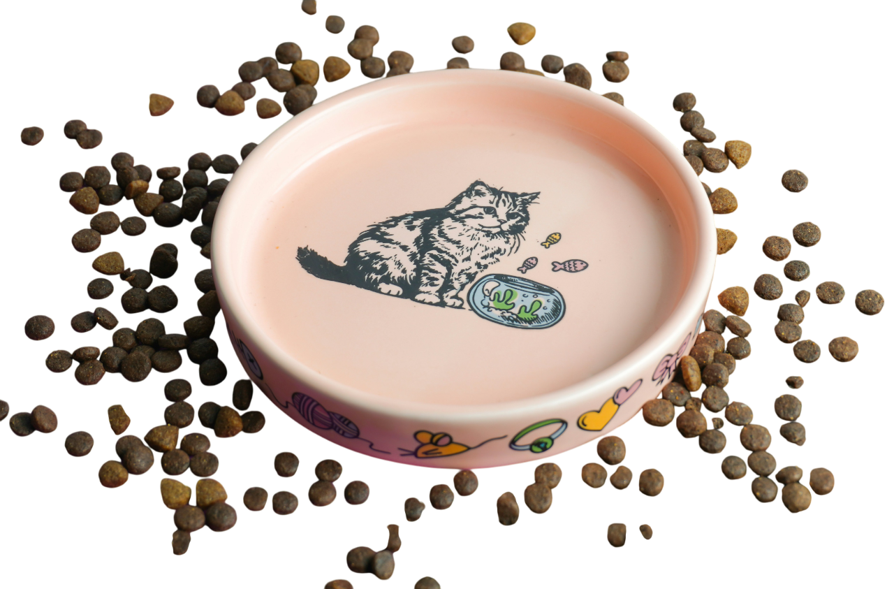 How can Cats Get that Micrognathia from Eating Dry Food