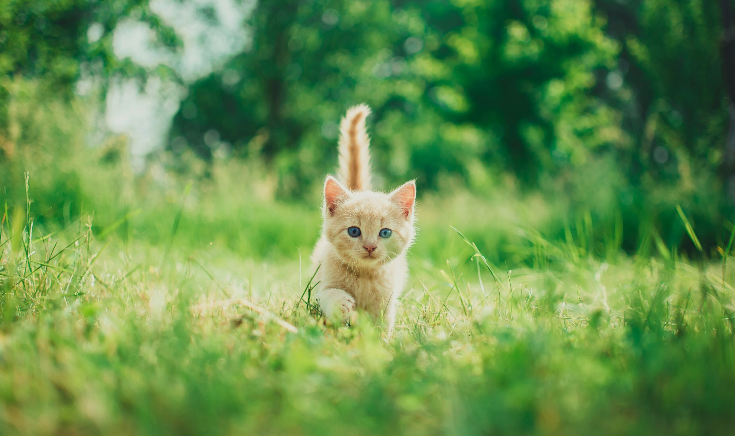 What is the Best Canned Cat Food for Senior Cats