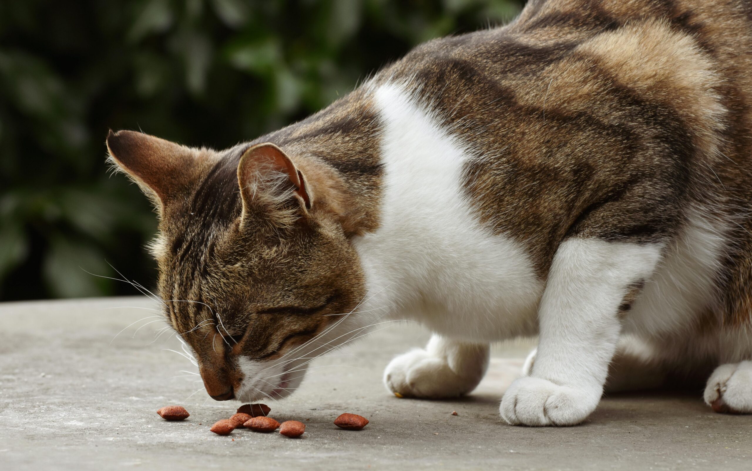 Inexpensive cat food, Best value cat food, Cat food reviews, High-quality ingredients, Nutritional cat food, Healthy cat food, Budget cat food brands, Purina Cat Chow, Purina ONE, ams, Friskies, Meow Mix, Rachael Ray Nutrish, Hill's Science Diet, Kirkland Signature cat food, Dave's Pet Food, High-protein dry cat food, Grain-free cat food (affordable), Cat food for sensitive stomachs, Cat food for hairball control, Natural ingredients cat food, Cat food with real meat, AAFCO-compliant cat food, #CheapCatFoodOptions#HealthyCatFoodLowCost#CatFoodCompariso#TopValueCatFood#CatNutritionForLess#SWhat-is-the-Ideal-Protein-Content-in-Cat-FoodmartPetShopping#CostEffectiveCatMeal#BestBudgetCatFoodBrands #CatFoodDeals#LowCostFelineNutrition#QualityCatFoodAffordable#CatFoodSavings