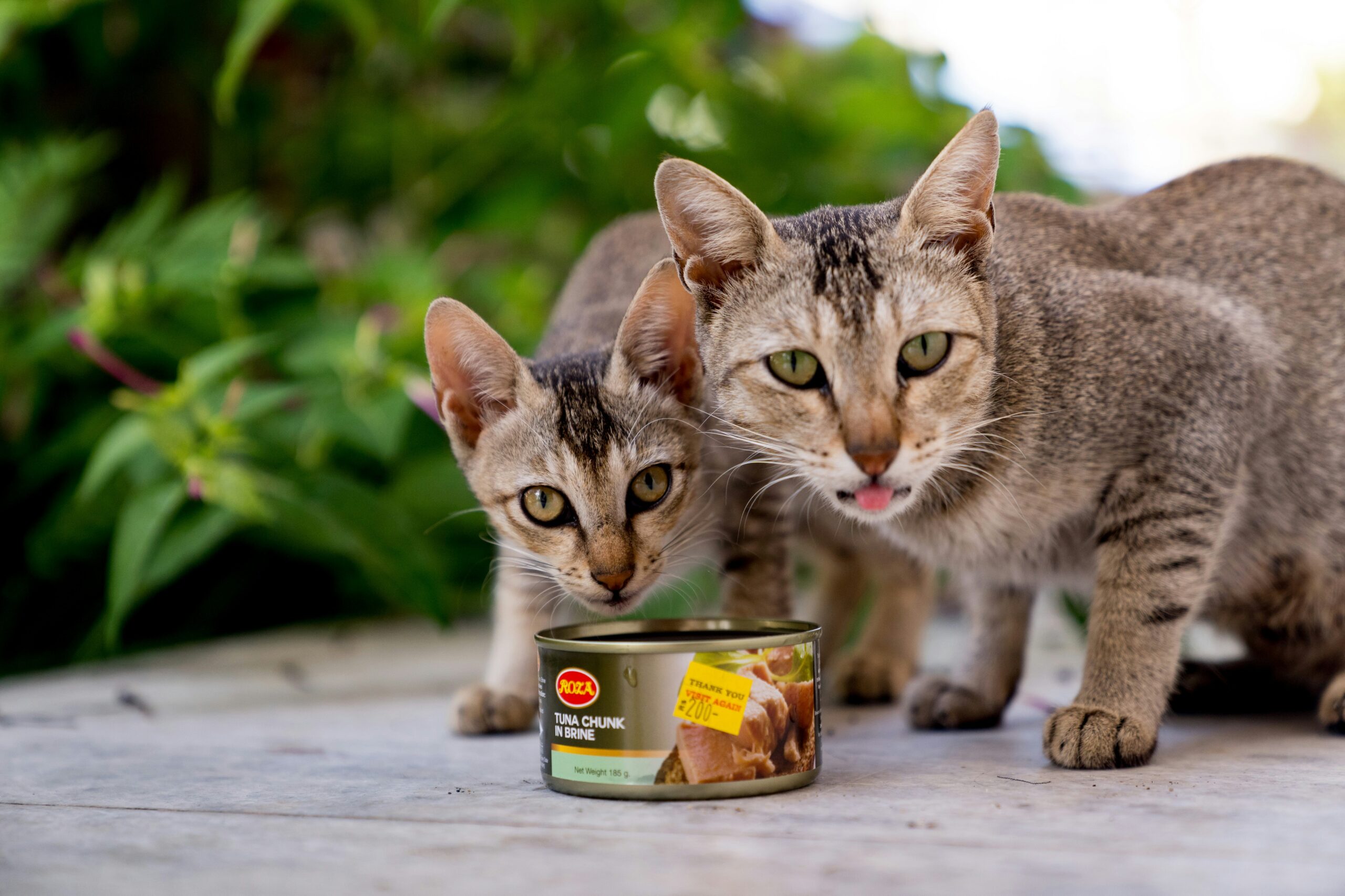 Best Cat Food for Indoor Cats, Indoor Cat Food, Cat Food for Indoor Cats, Top Rated Indoor Cat Food, Weight Management Cat Food, Hairball Best Cat Food for Indoor Cats, Control Cat Food, Low-Carb Cat Food, Indoor Cat Nutrition